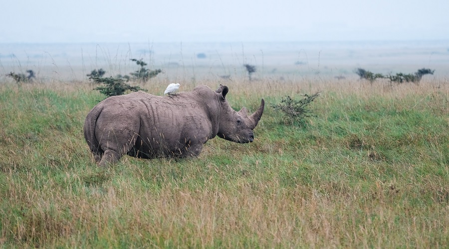 9 day tanzania northern circuit safari and zanzibar beach holiday